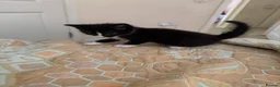Mixed Breed cats for sale: 2 kittens left  - Advert 18