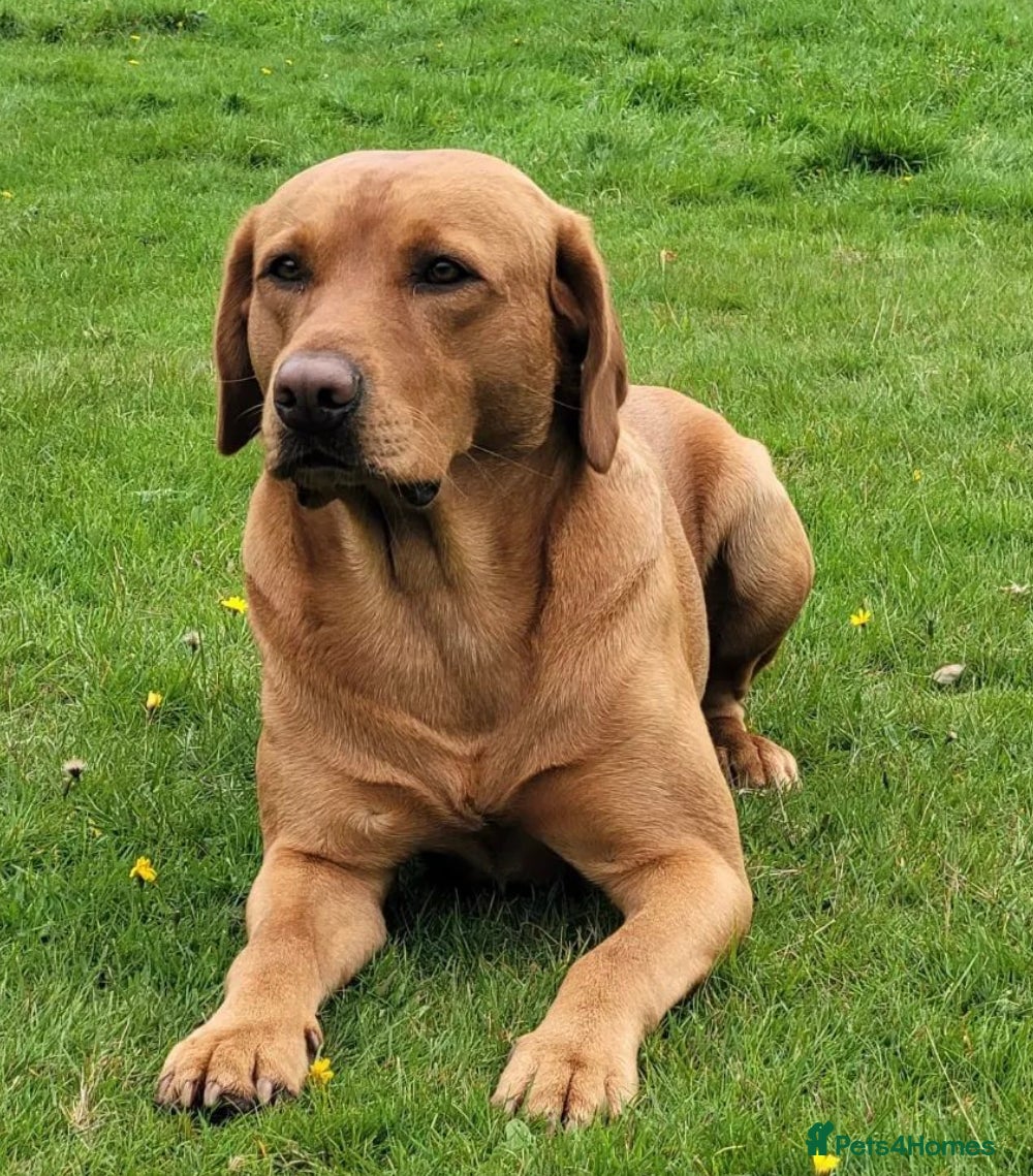 Labrador Retriever dogs KC Reg Fox Red Labrador Pups  - Advert 2