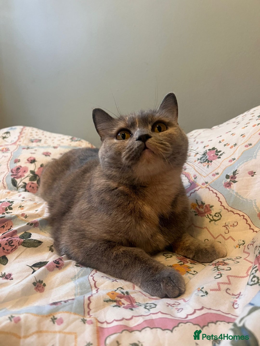 British Shorthair cats for sale: GCCF Registered tortie British Shorthair girl - Advert 1
