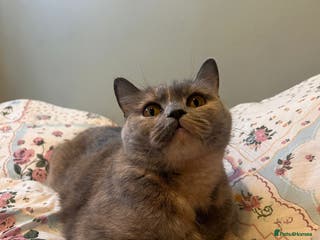 British Shorthair cats GCCF Registered tortie British Shorthair girl - Advert 10