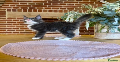 Maine Coon cats - Advert 12