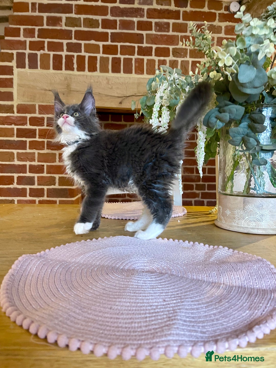Maine Coon cats for sale: 😻GCCF HUGE RUSSIAN/GERMAN IMPORT MC KITTENS 😻 - Image 2