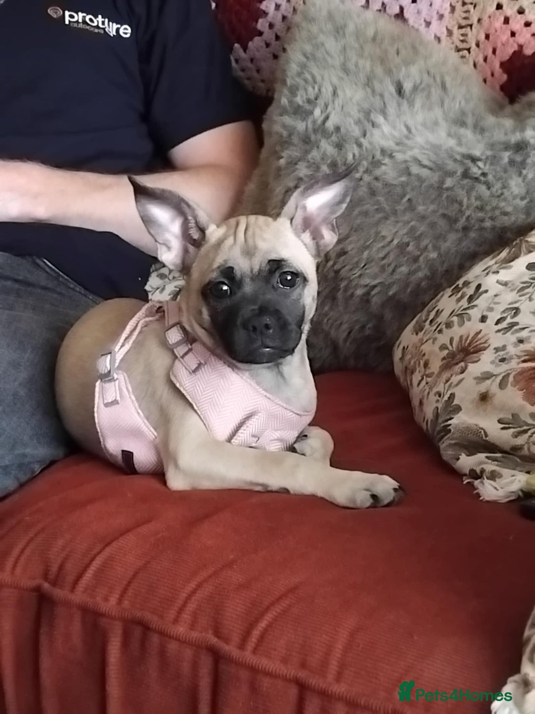 Mixed Breed dogs for sale: Frenchi pomchi puppy 15 weeks old girl - Image 1
