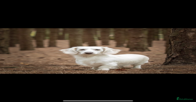 Miniature Dachshund dogs in Liverpool - Advert 7