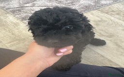 Cockapoo dogs for sale:  Cockapoo puppies F1 *READY TO LEAVE* 1 Girl Left  in Crieff - Image 4