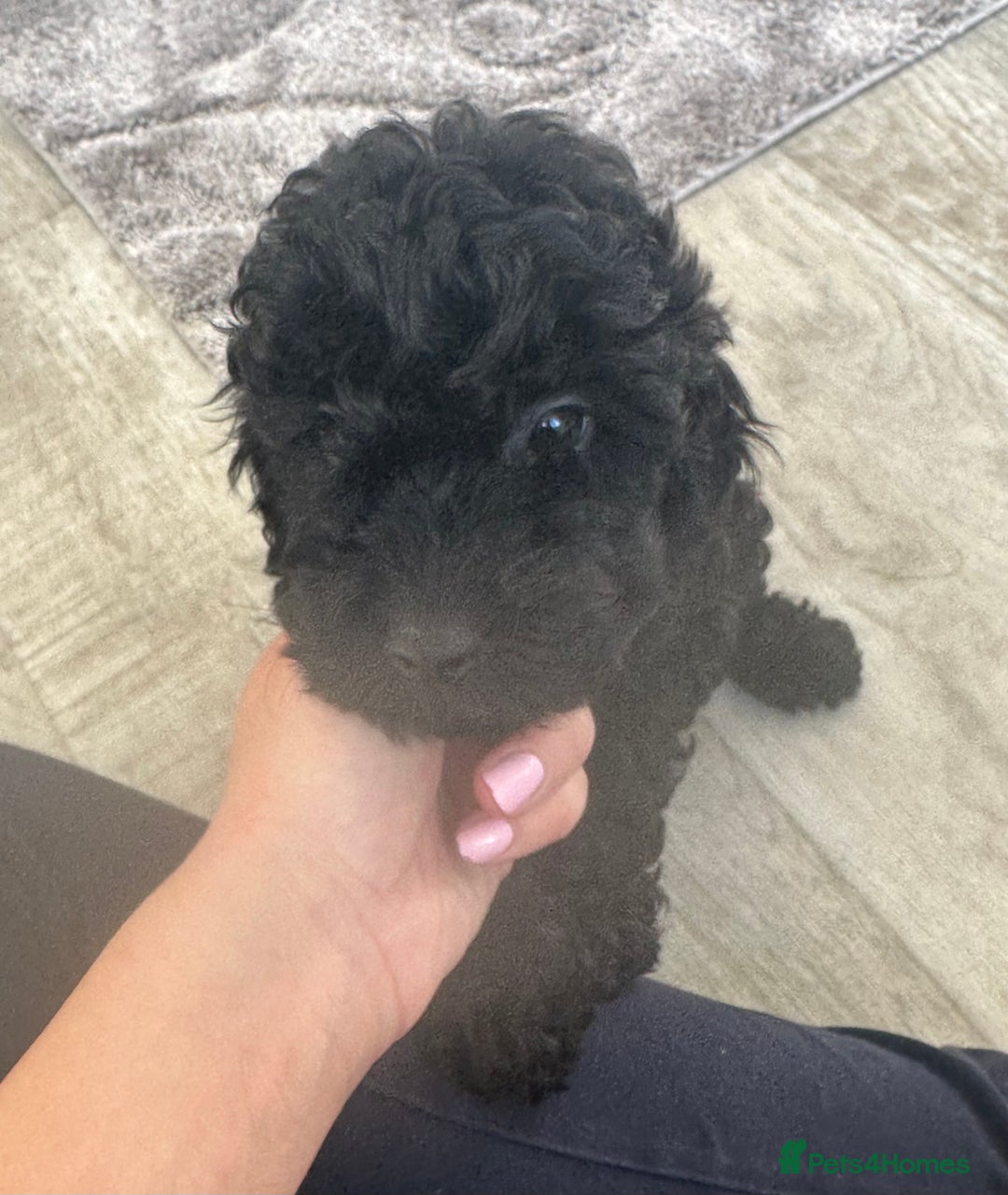 Cockapoo dogs for sale:  Cockapoo puppies F1 *READY TO LEAVE* 1 Girl Left  in Crieff - Image 4