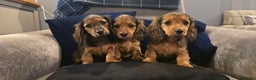 Miniature Dachshund dogs for sale: Miniature long haired dachshunds - Advert 1