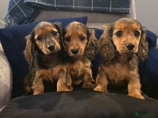 Miniature Dachshund dogs Miniature long haired dachshunds - Advert 1