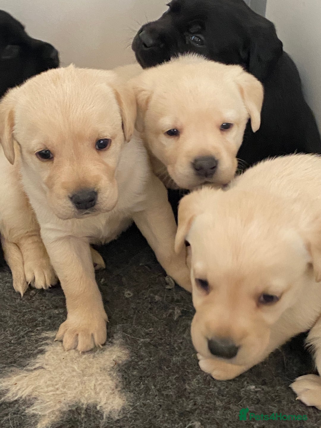 Labrador Retriever dogs for sale: Yellow and Black Labrador puppies  - Image 11