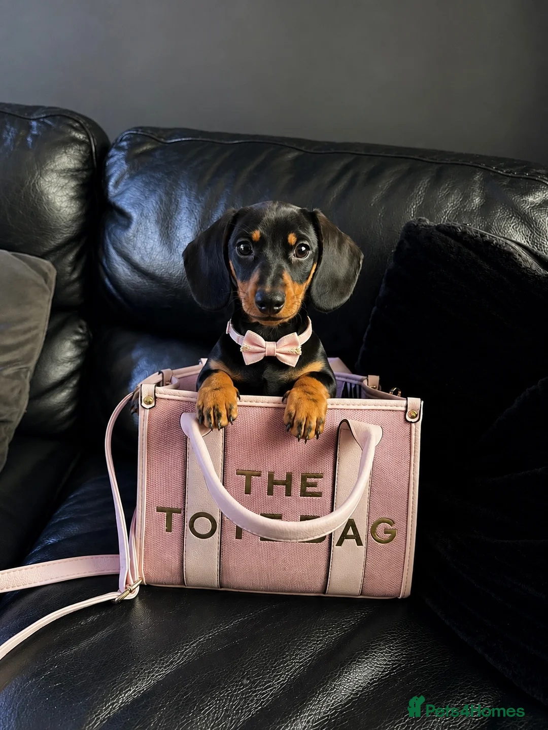 Miniature Dachshund dogs for sale: 6 month old female miniature dachshund  in Winsford - Advert 2