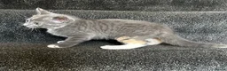 Mixed Breed cats for sale: Grey girl ready now  - Advert 3
