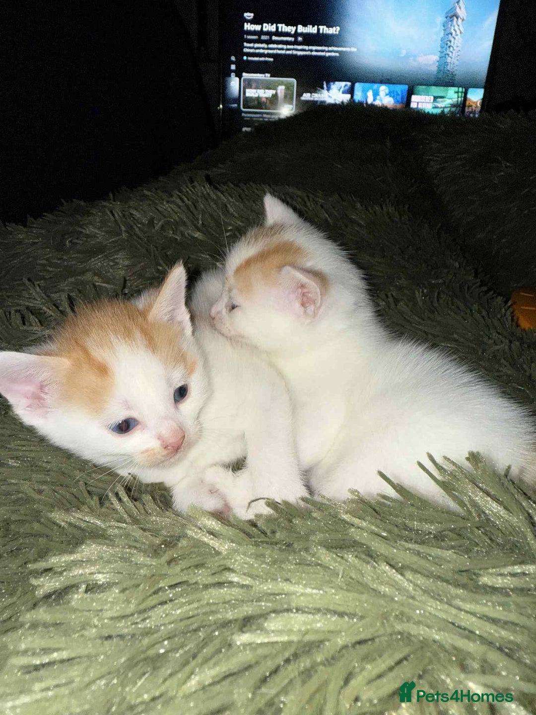 Mixed Breed cats for sale: Black and white kitten - Image 8
