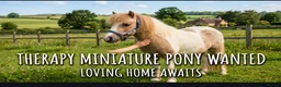Miniature horses for sale: Wanted miniature pony shetland for therapy work - Advert 1
