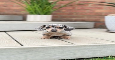 Miniature Dachshund dogs - Advert 10