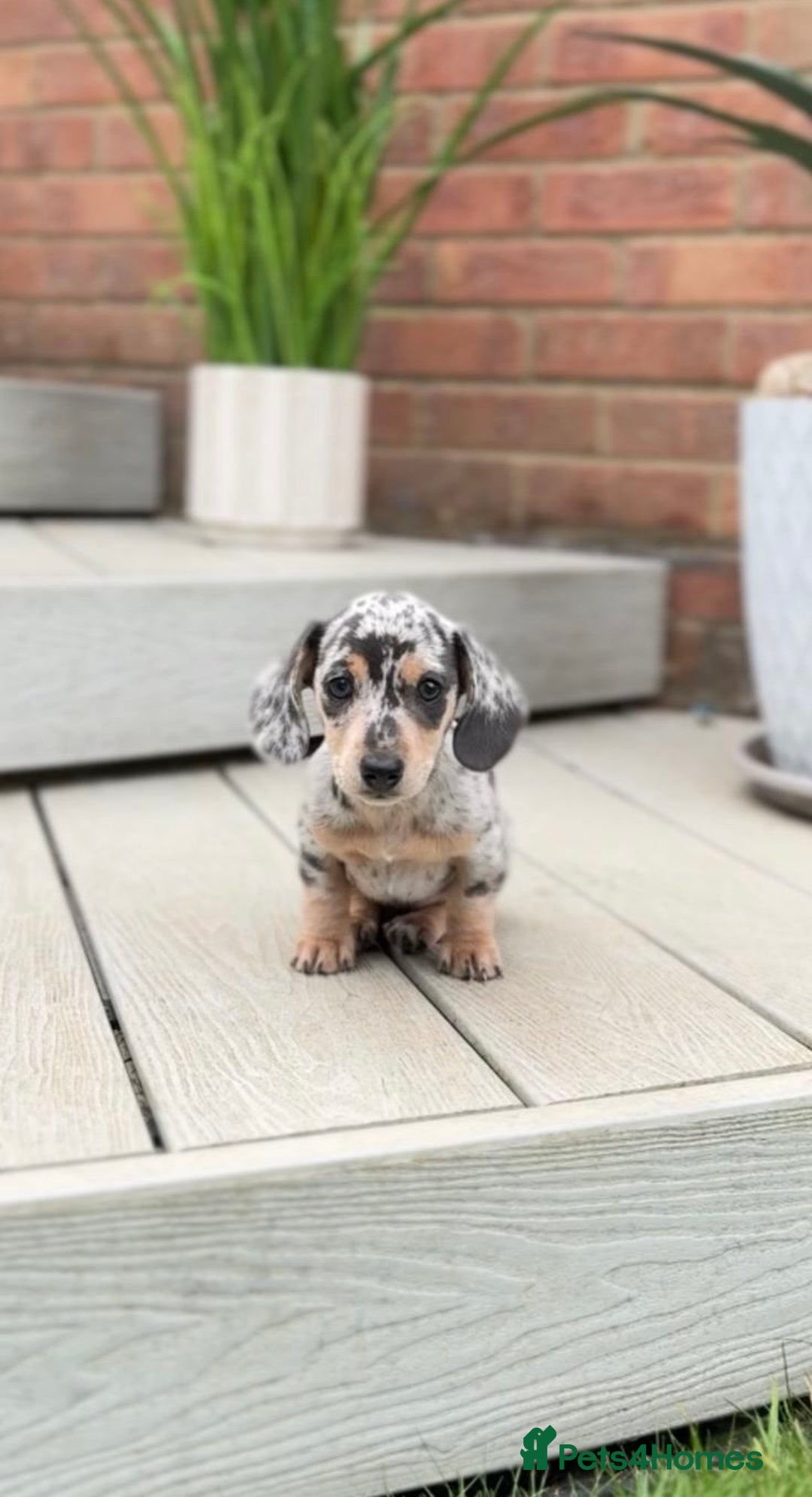 Miniature Dachshund dogs for sale: KC Registered Gorgeous Silver & Tan Dapple Girl  - Image 2