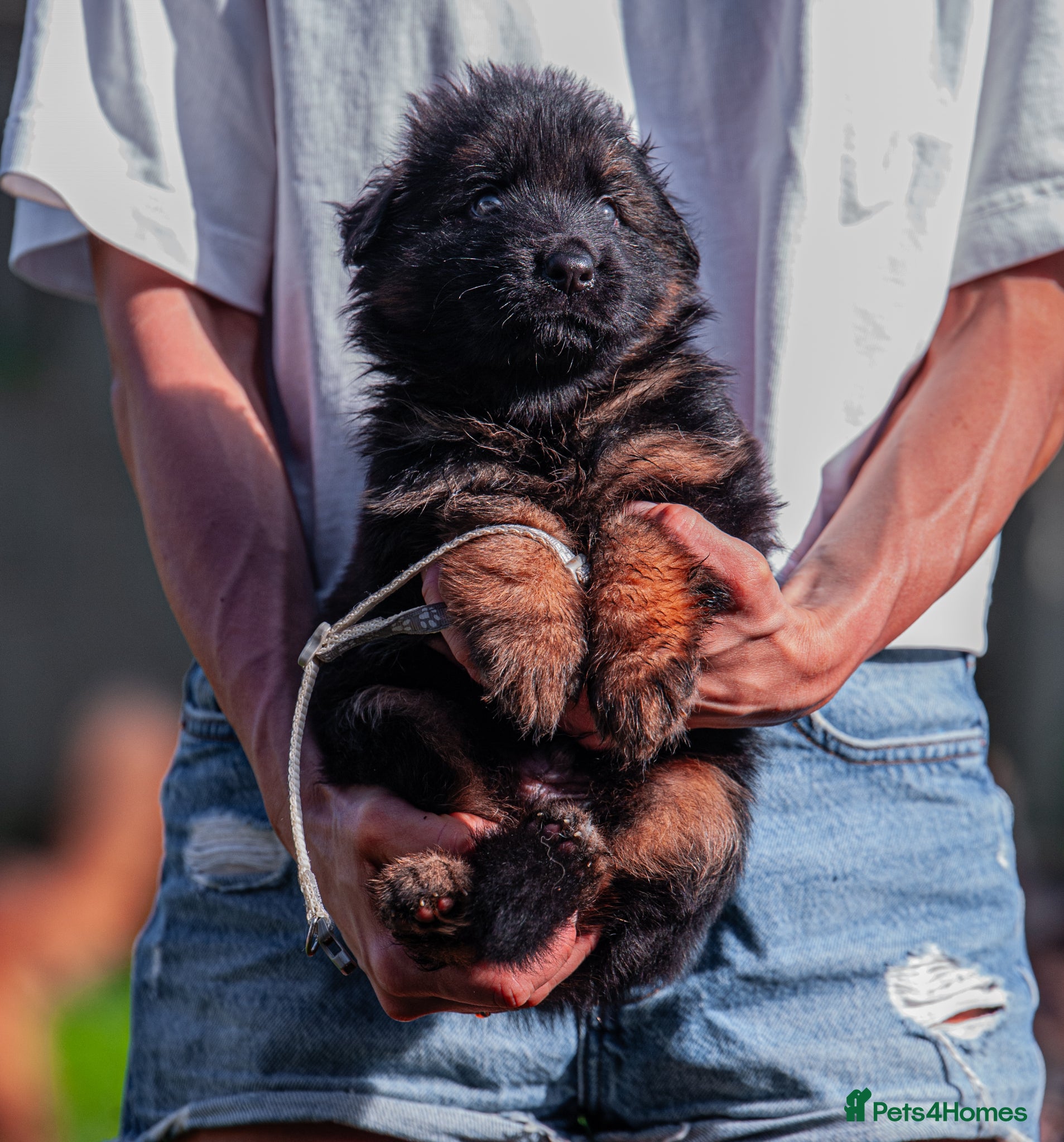 German Shepherd dogs for sale: ❤️🐾 Beautiful Long-Haired GSD Puppies🐾❤️ - Advert 7