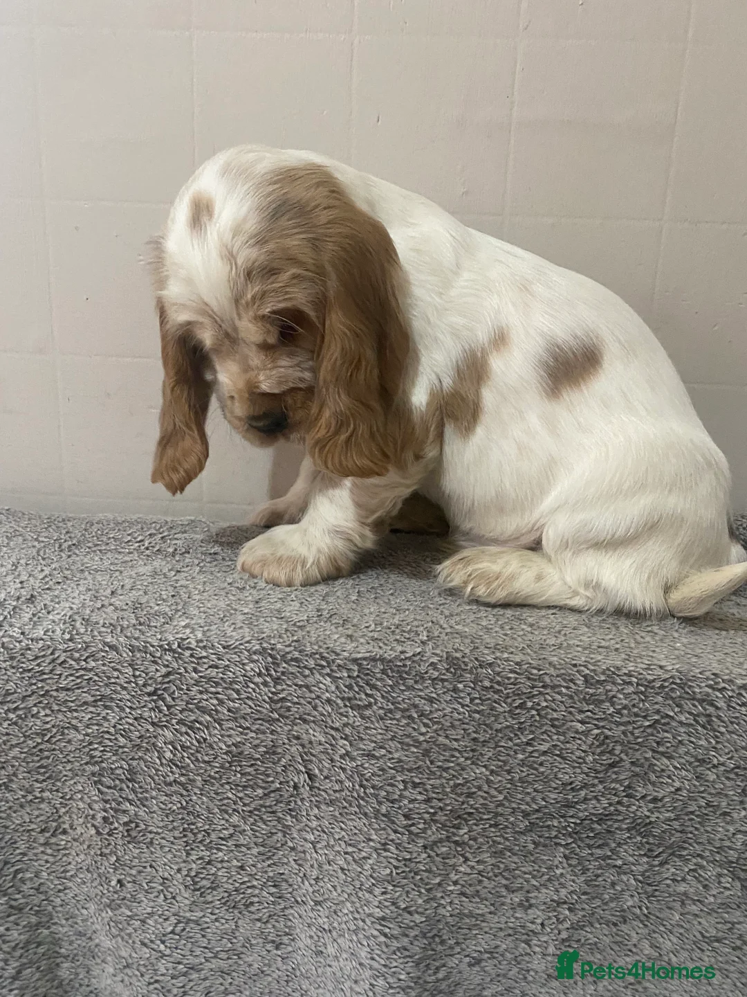 Cocker Spaniel dogs for sale: ‘Show Type’ Cocker Spaniel Puppies. KC Registered. - Advert 10
