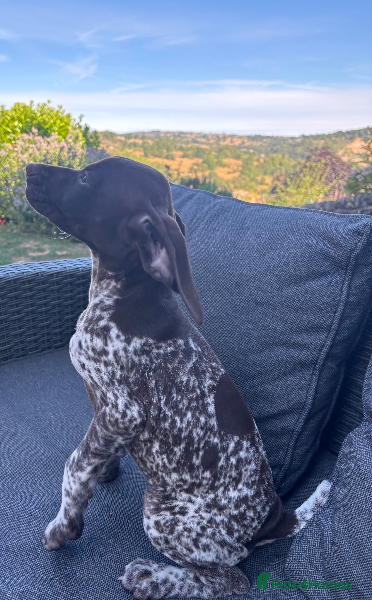 German Shorthaired Pointer dogs Quality docked pup, Dorothea  - Advert 2