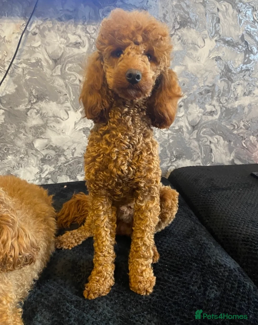 Miniature Poodle dogs for sale: Stunning Full Pedigree Red Minature Poodles  in Oldham - Advert 32