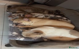 French Bulldog dogs for sale: French bulldogs 3 male ready now  - Image 11