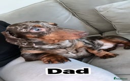 Miniature Dachshund dogs for sale: 5⭐️ Miniature dachshund pups  - Image 8