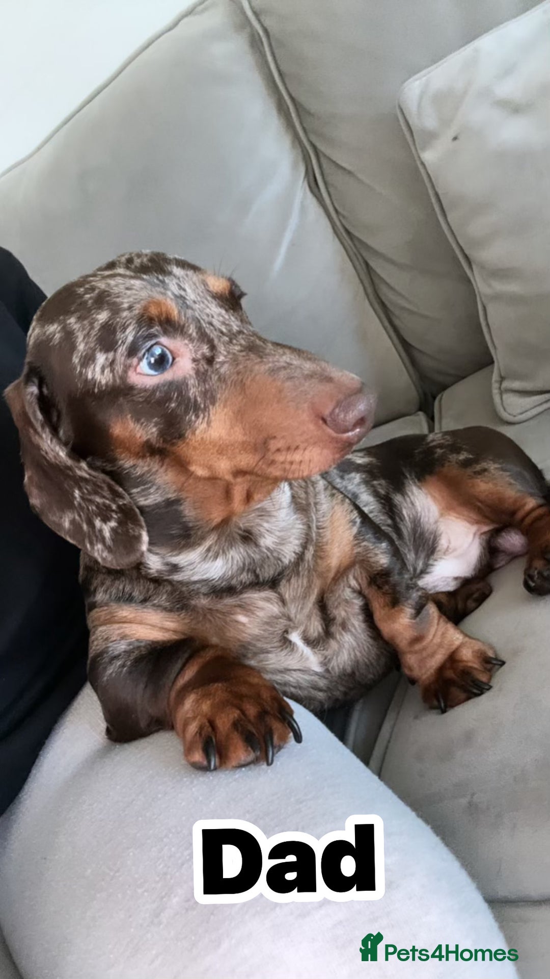 Miniature Dachshund dogs for sale: 5⭐️ Miniature dachshund pups  - Image 8