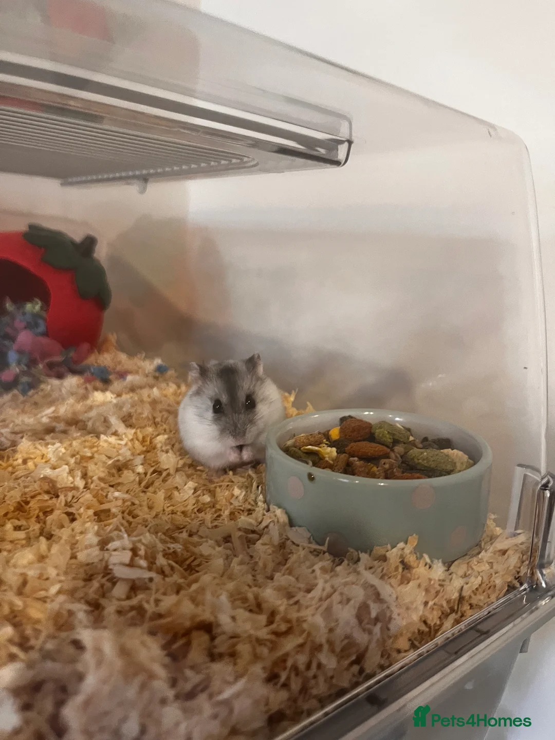 Hamster rodents for sale: Dwarf hamster and set up for sale  - Advert 2