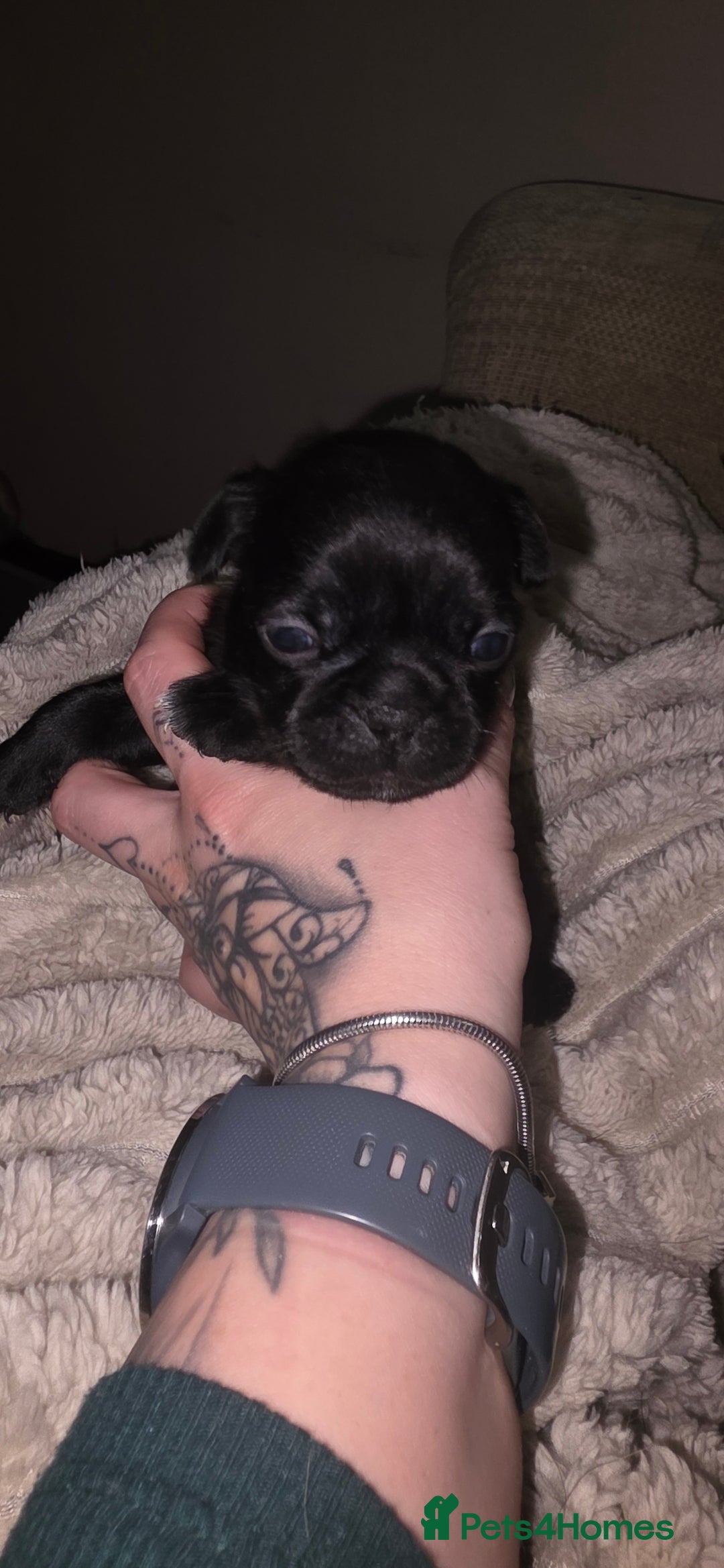Mixed Breed dogs for sale: Mixed breed puppies for sale - Image 8
