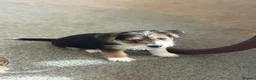 Mixed Breed dogs for sale: Jack Russell x puppies for sale  - Advert 4