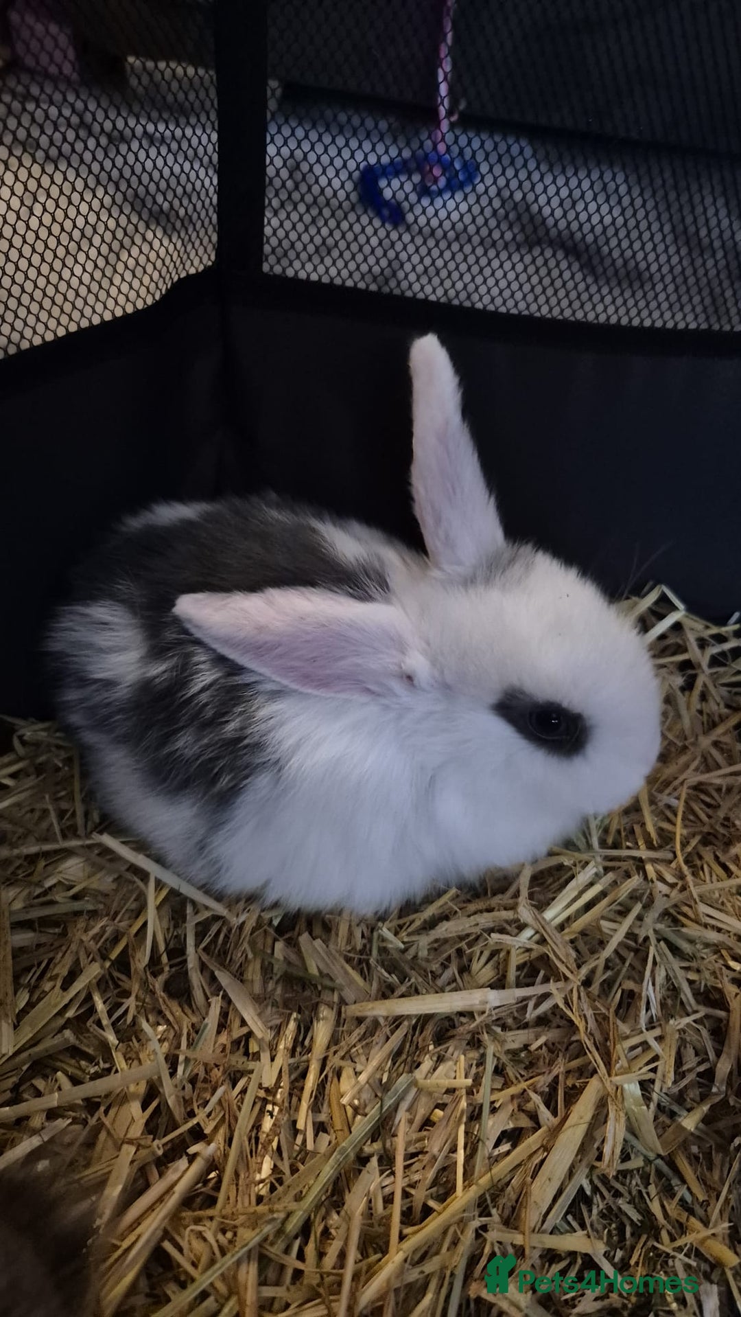 Mini Lop rabbits for sale: 🐰 Mini Lop Bunnies Looking for Forever Homes! 🏡 - Advert 2