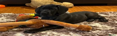Great Dane 3