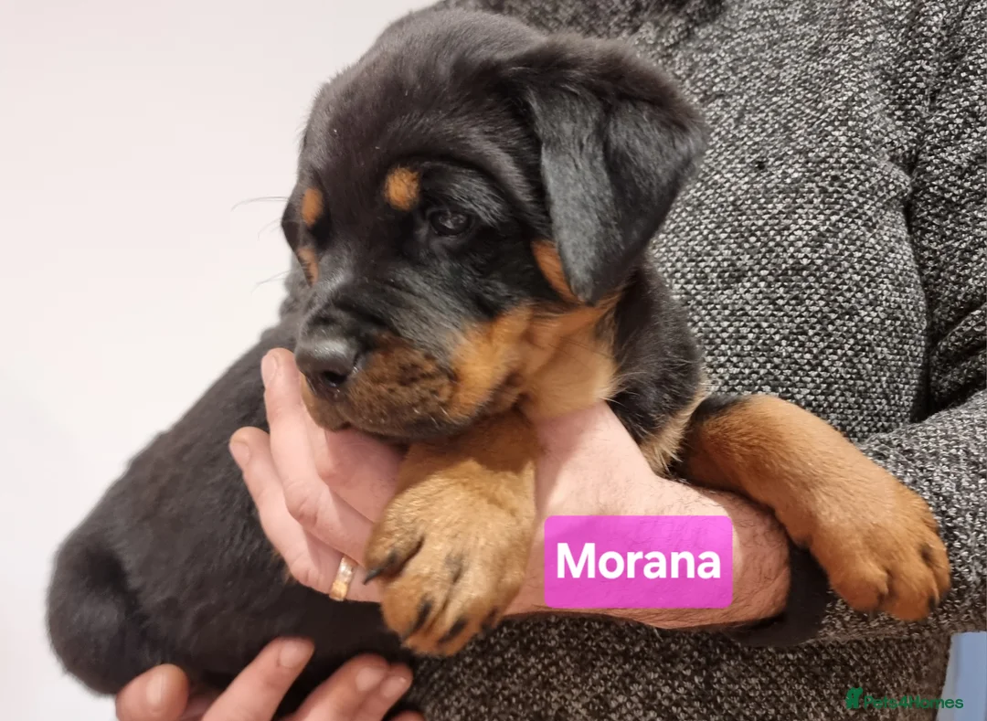 Rottweiler dogs for sale: ONLY 1 BOY LEFT Champion Bloodline KC Rottweilers - Advert 29