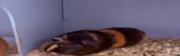 Guinea Pig rodents for sale: Female Guinea Pigs in Swindon - Advert 2