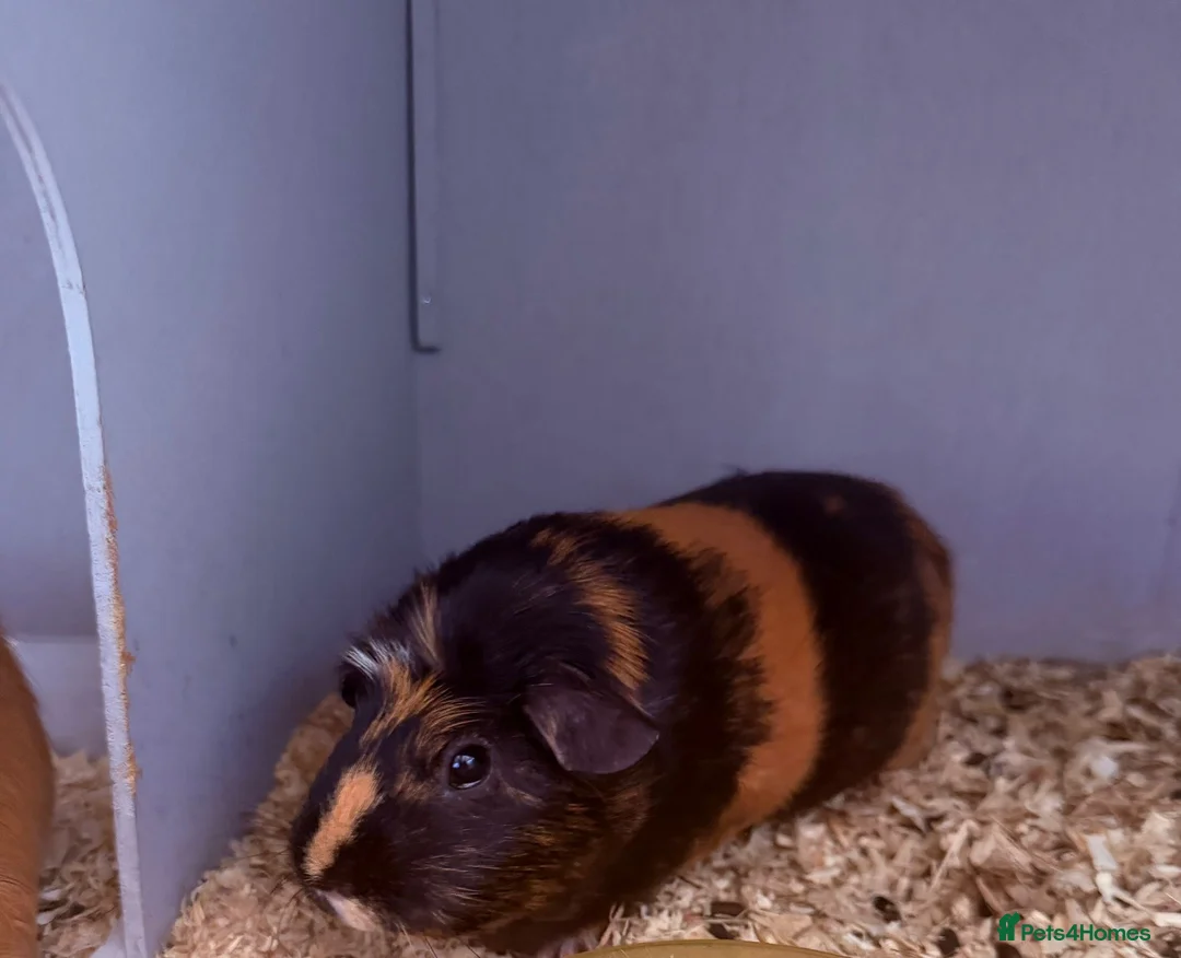 Guinea Pig rodents for sale: Female Guinea Pigs in Swindon - Advert 2