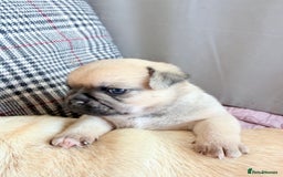 Mixed Breed dogs for sale: Adorable Pug x Pomeranian Puppies  - Image 35