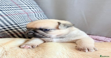 Mixed Breed dogs - Advert 15
