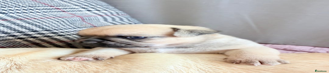 Boy Puppy 2