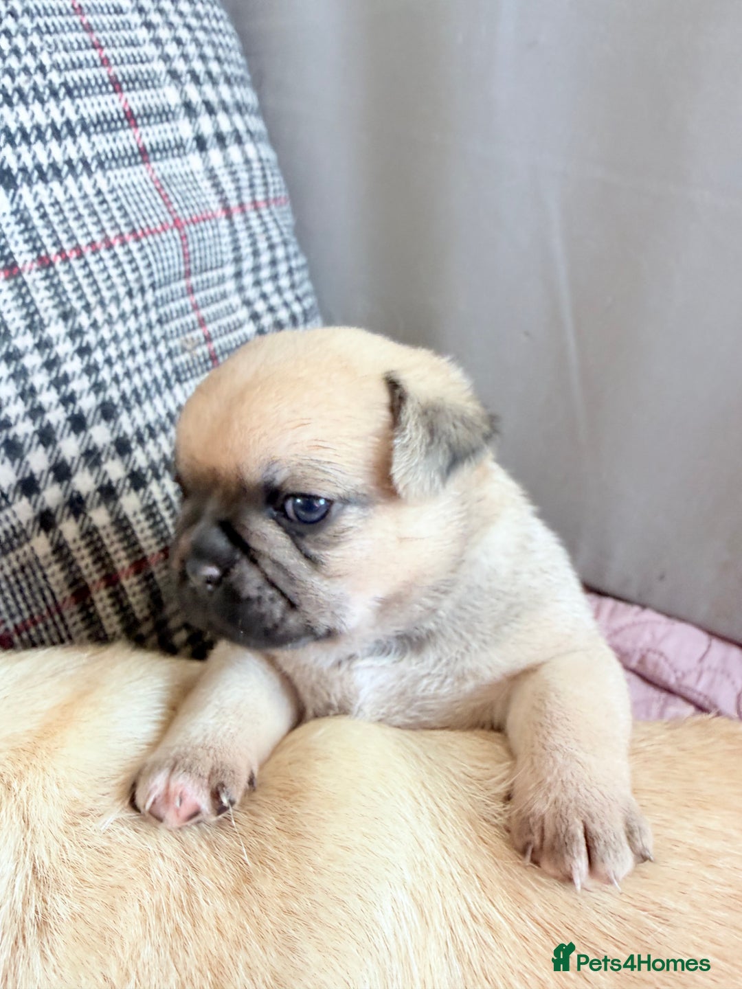 Mixed Breed dogs for sale: Adorable Pug x Pomeranian Puppies  - Image 35