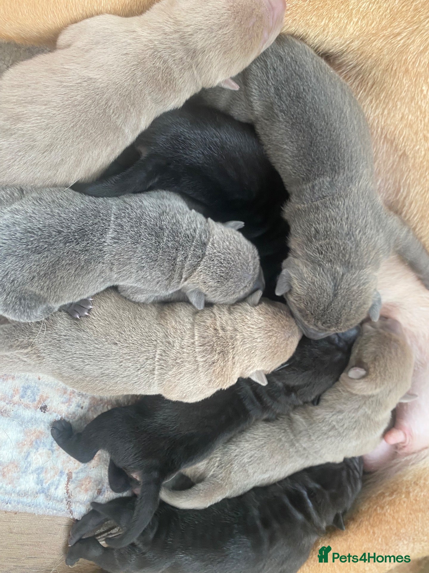 Shar Pei dogs Stunning shar pei puppies - Advert 2