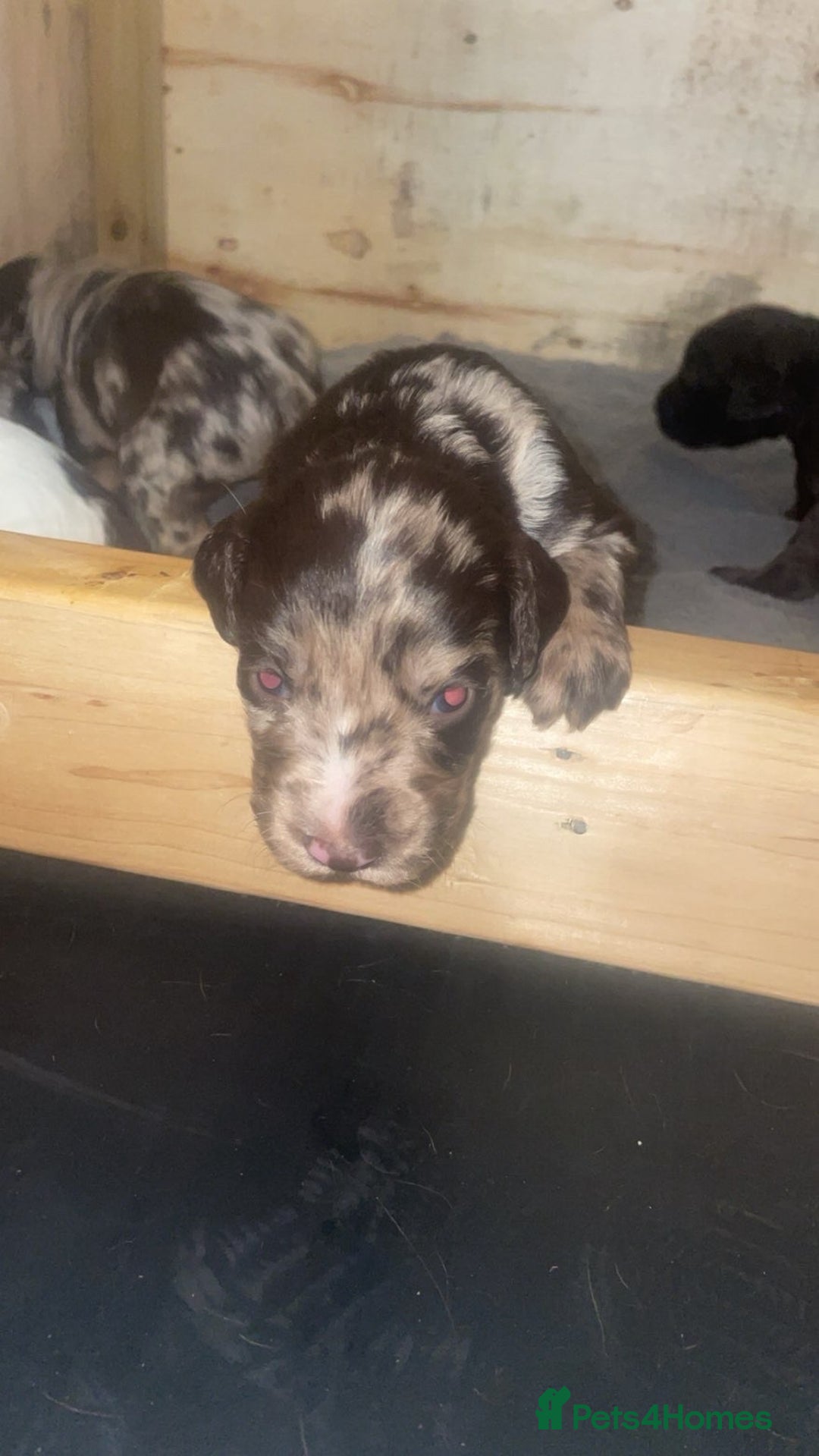 Cocker Spaniel dogs for sale: Stunning Working cocker spaniels  - Advert 4
