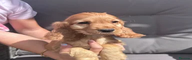 Cocker Spaniel 1