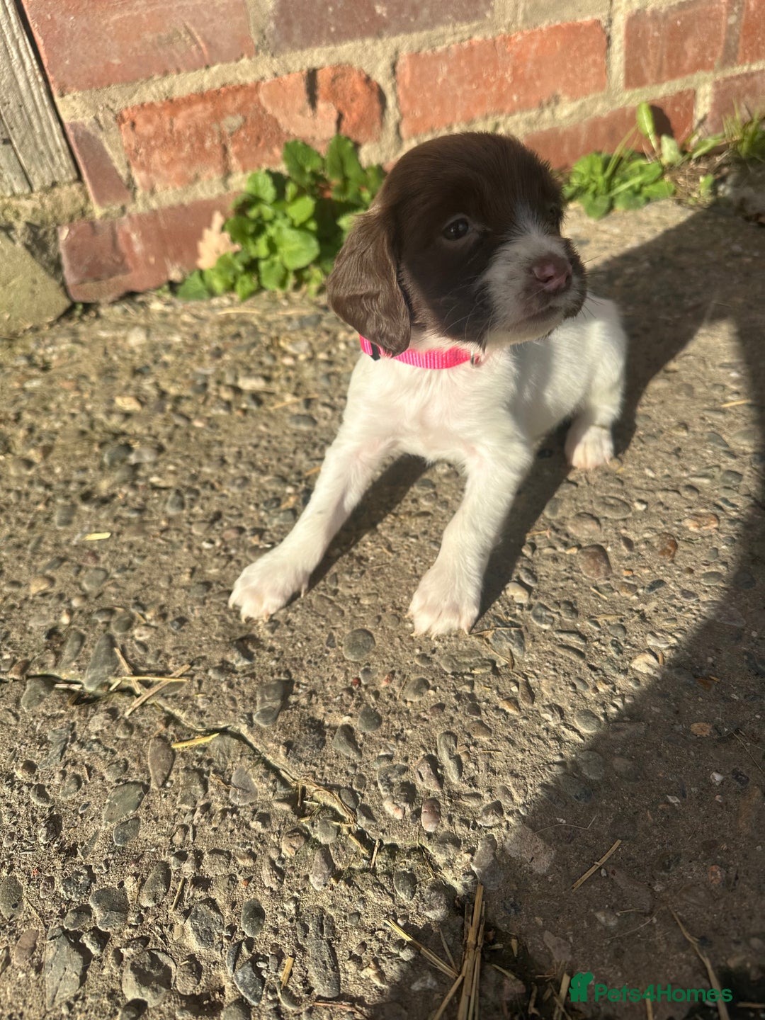 English Springer Spaniel dogs for sale: KC Springer spaniel puppies  - Advert 17