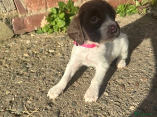 English Springer Spaniel dogs KC English Springer spaniel puppies - Advert 15