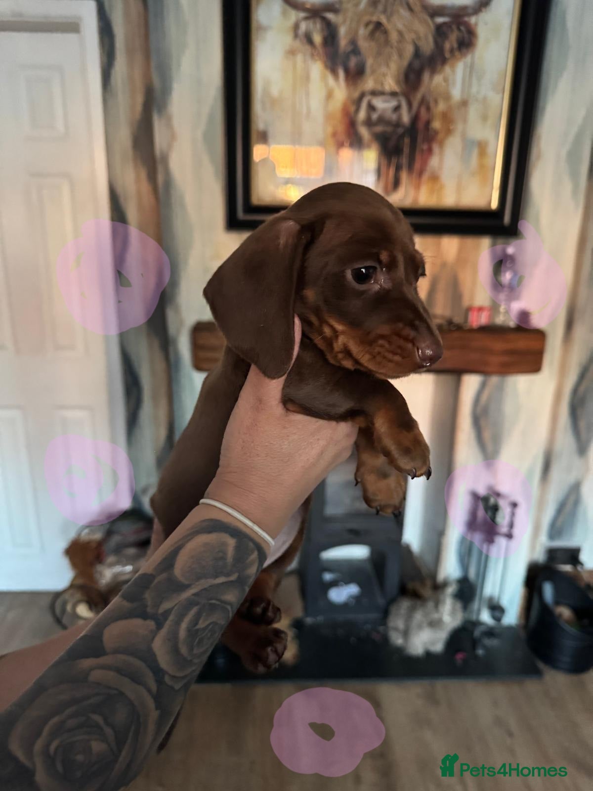 Miniature Dachshund dogs Miniture dachshund  - Advert 8