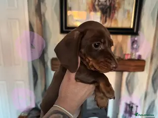 Miniature Dachshund dogs Miniture dachshund - Advert 15