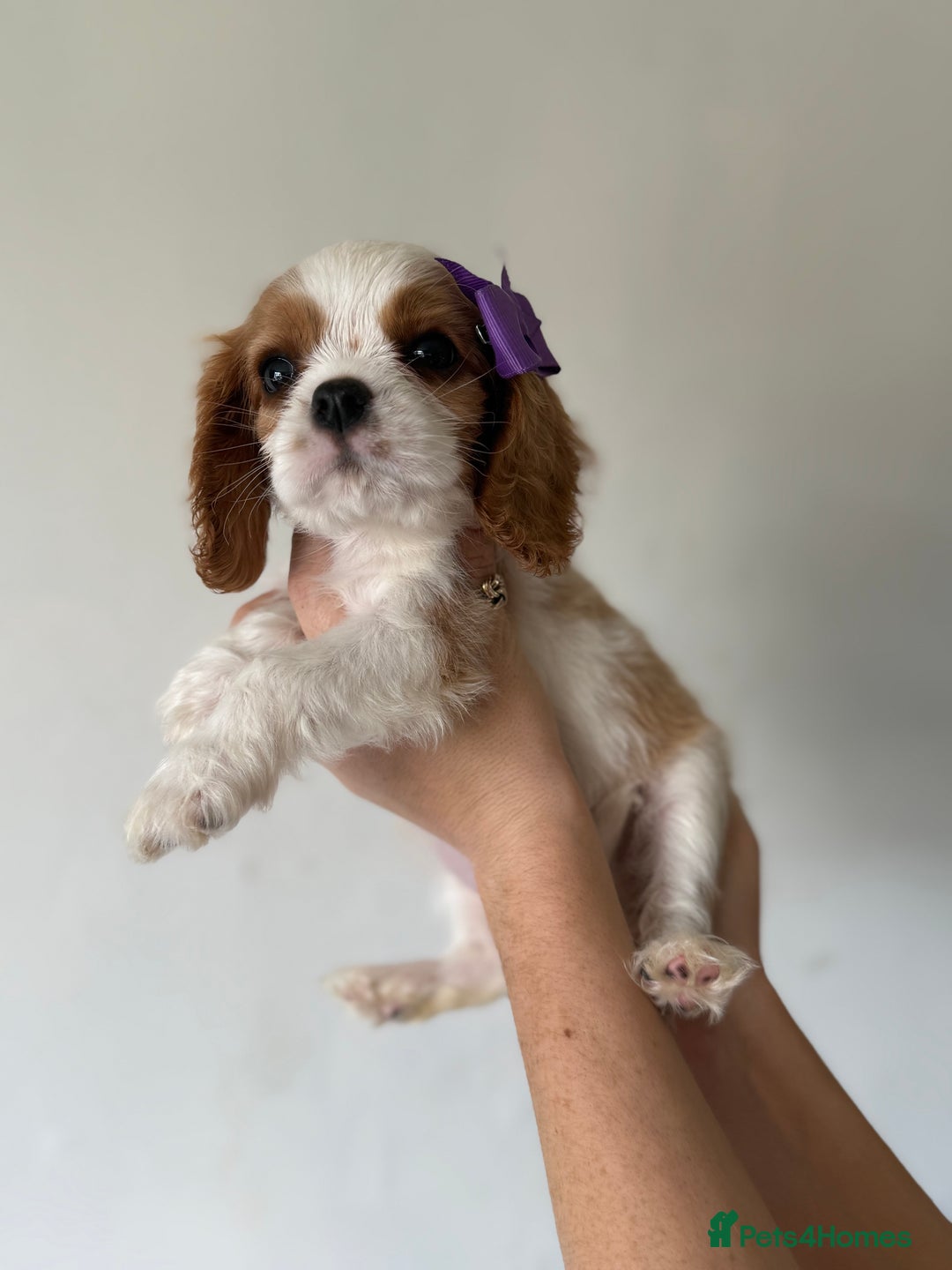 Cavalier King Charles Spaniel dogs for sale: Beautiful King Charles cavalier puppy’s  in Sunderland - Image 28
