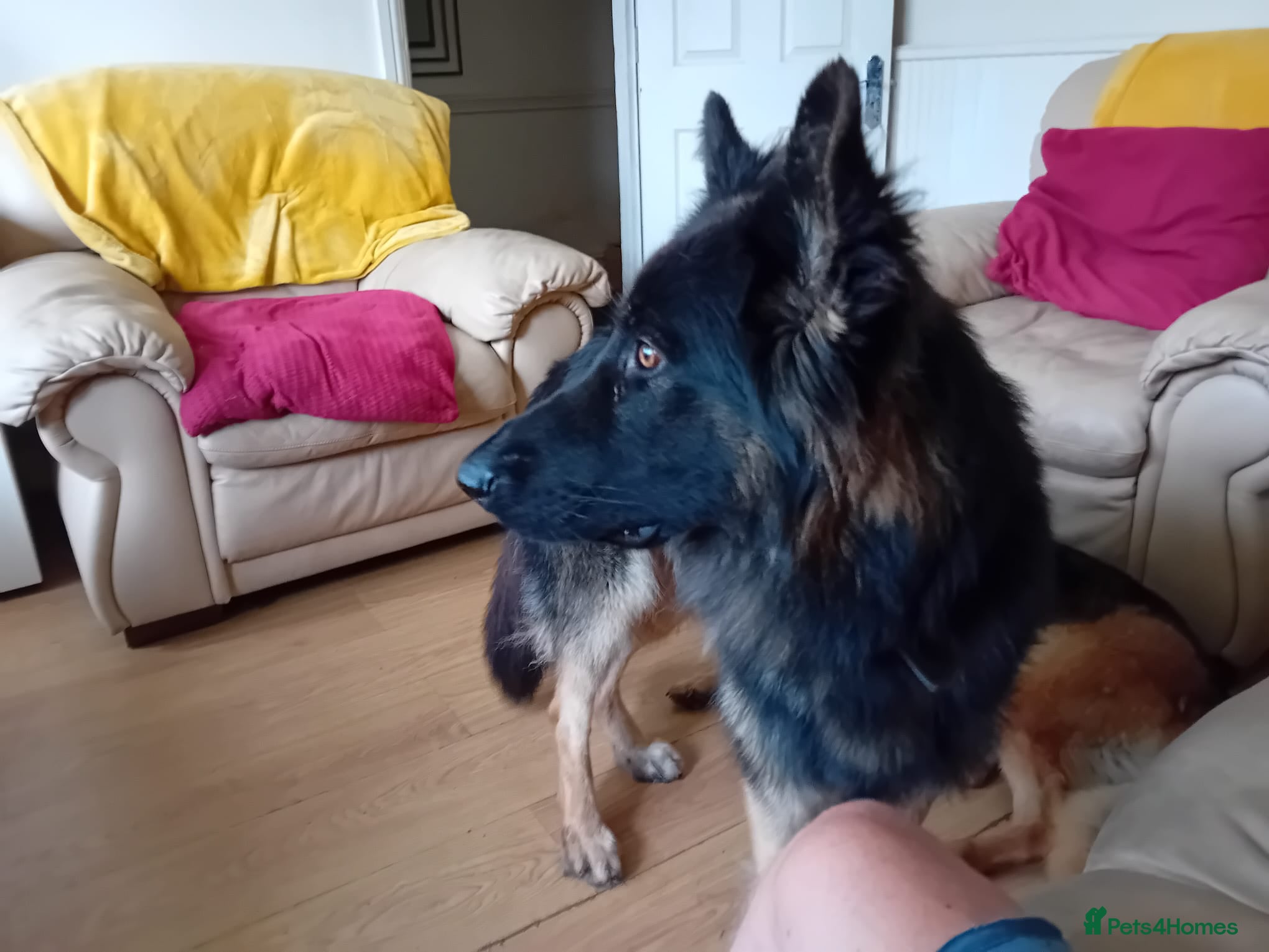 German Shepherd dogs Long haired German Sheperd dog puppy. - Advert 2