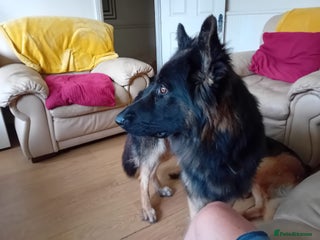 German Shepherd dogs Long haired German Sheperd dog puppy. - Advert 1