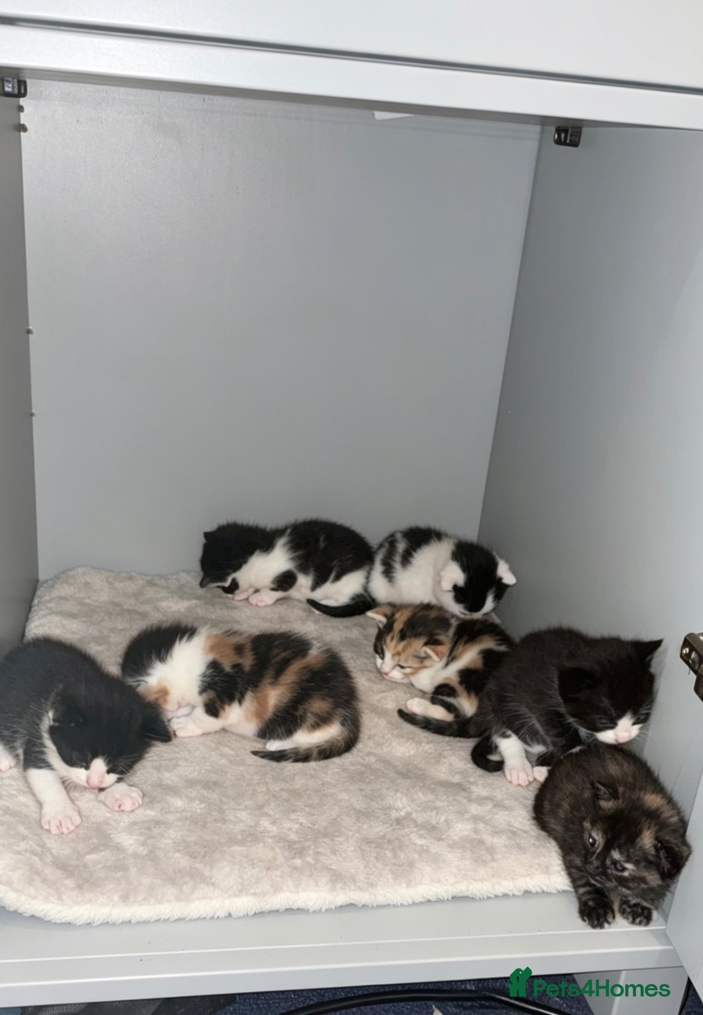 Mixed Breed cats Kittens  - Advert 1