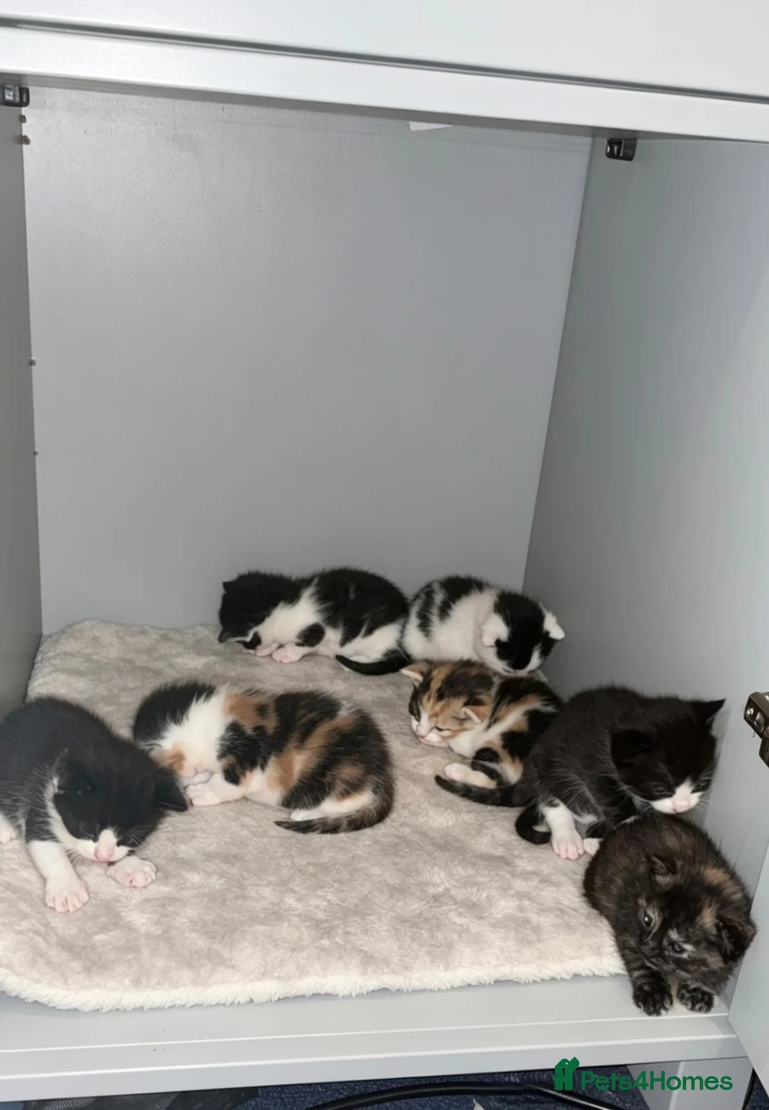 Mixed Breed cats for sale: Kittens  in Oldham - Advert 1